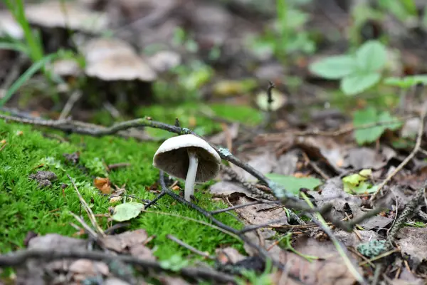 球状蘑菇和云杉枝条在乡村板上静止不动地生活着 — 图库照片