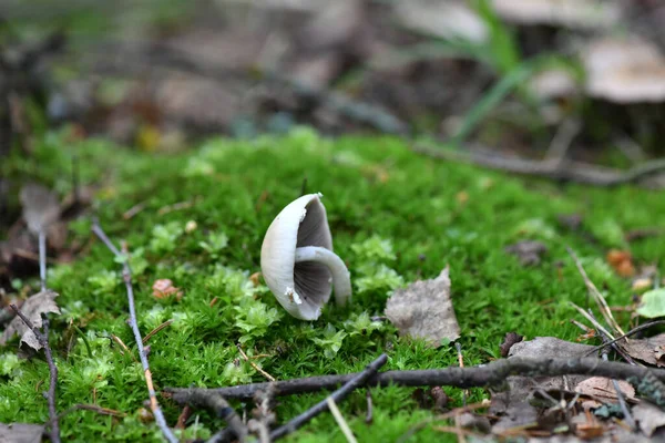 Champignons Cônes Branche Épinette Dans Une Nature Morte Sur Une — Photo