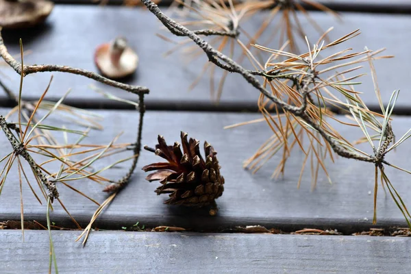 Cone Mushrooms Spruce Branch Still Life Rustic Board — Stock Photo, Image