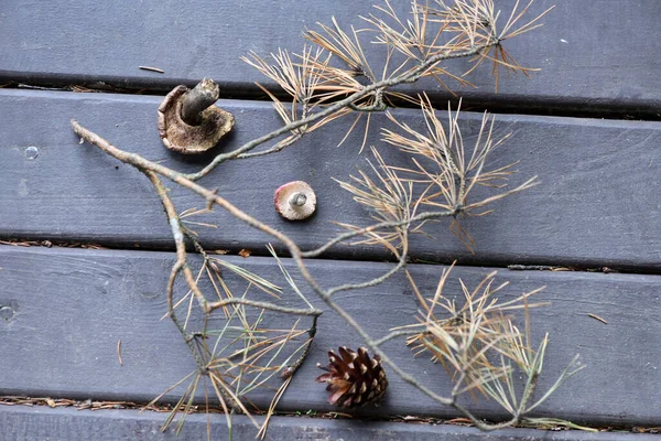 Champignons Cônes Branche Épinette Dans Une Nature Morte Sur Une — Photo