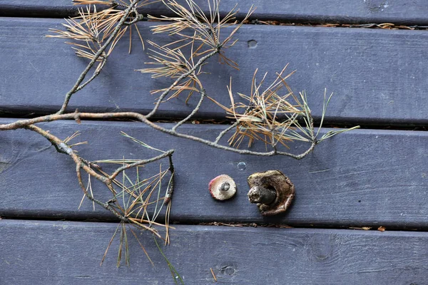 Kegelpilze Und Fichtenzweige Einem Stillleben Auf Einem Rustikalen Brett — Stockfoto