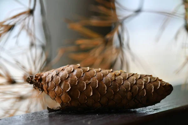 Kegelpilze Und Fichtenzweige Einem Stillleben Auf Einem Rustikalen Brett — Stockfoto