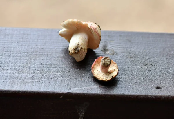 Cone Mushrooms Spruce Branch Still Life Rustic Board — Stock Photo, Image