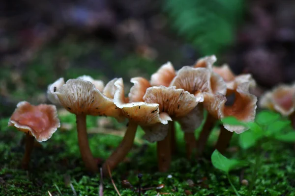 Hongos Jóvenes Salieron Tierra Por Noche Después Lluvia —  Fotos de Stock