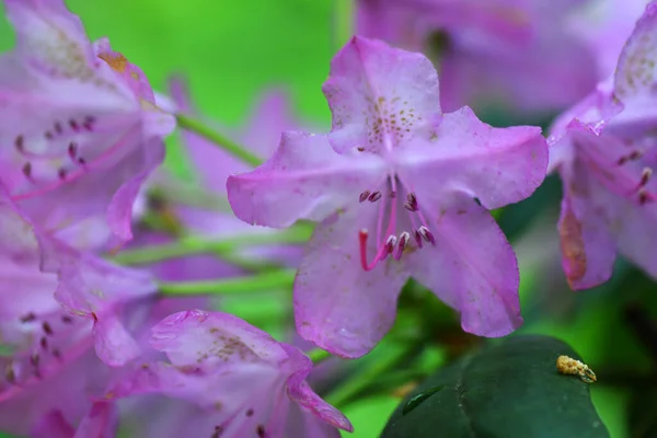 Bos Bloemen Planten Regen — Stockfoto