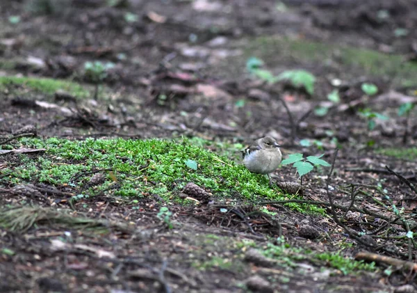 Jeune Poussin Muguet Est Allé Sur Première Chasse Nourriture — Photo