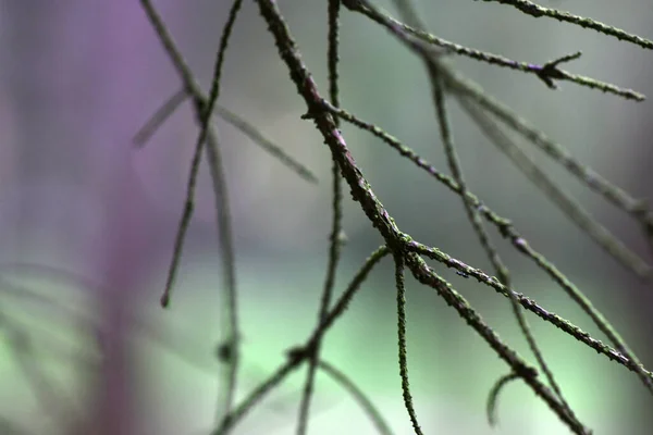 Grzyby Stożkowe Gałąź Świerkowa Martwej Naturze Rustykalnej Desce — Zdjęcie stockowe