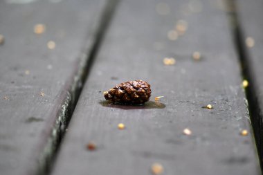 Kahverengi bir tahta üzerinde çam kozalağıyla hayat
