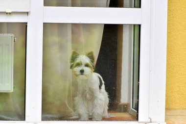 Zeki köpek sahibini bekliyor ve sokağa bakıyor.