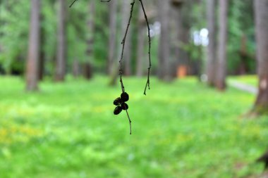 Çimen yaprakları ve ağaçlarla kaplı orman manzarası