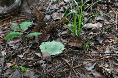 Çimen yaprakları ve ağaçlarla kaplı orman manzarası
