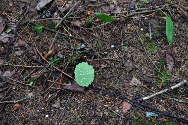 Çimen yaprakları ve ağaçlarla kaplı orman manzarası