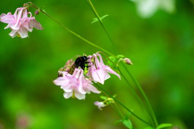 Yeşil arka planda yağmur sonrası kır çiçekleri