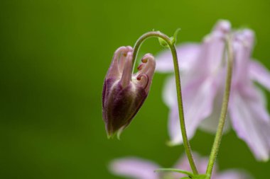 Yeşil arka planda yağmur sonrası kır çiçekleri