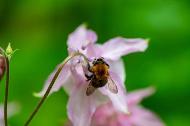 Yeşil arka planda yağmur sonrası kır çiçekleri