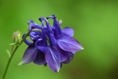 Yeşil arka planda yağmur sonrası kır çiçekleri