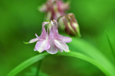 Yeşil arka planda yağmur sonrası kır çiçekleri