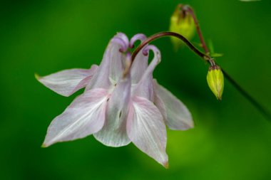 Yeşil arka planda yağmur sonrası kır çiçekleri