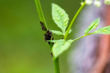Yeşil arka planda yağmur sonrası kır çiçekleri