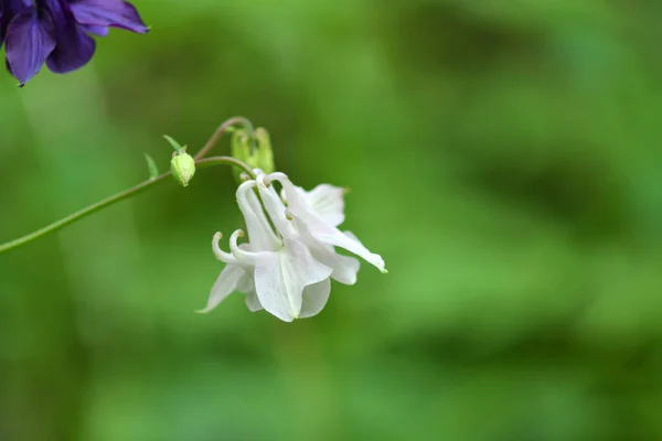 Wilde Bloemen Regen Een Groene Achtergrond — Stockfoto