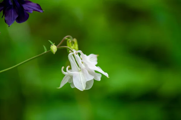 Vilda Blommor Efter Regn Grön Bakgrund — Stockfoto