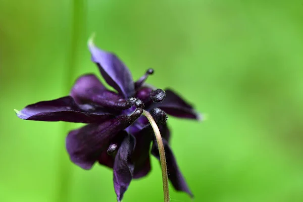 緑の背景に雨の後の野の花 — ストック写真