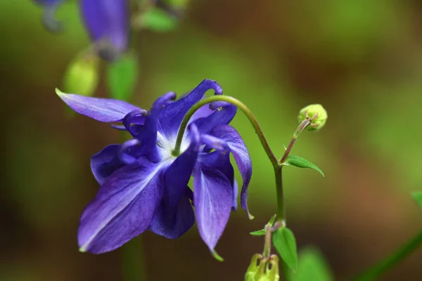Vilda Blommor Efter Regn Grön Bakgrund — Stockfoto