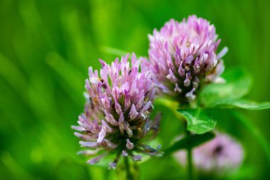 Bitkiler üzerindeki küçük orman böcekleri doğal koşullarda