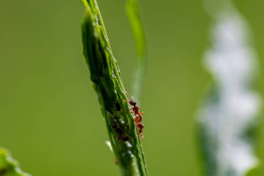 Bitkiler üzerindeki küçük orman böcekleri doğal koşullarda