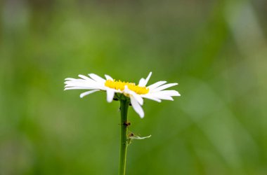 Kırmızı uğur böceğinin papatyadaki maceraları ve yapraklar.