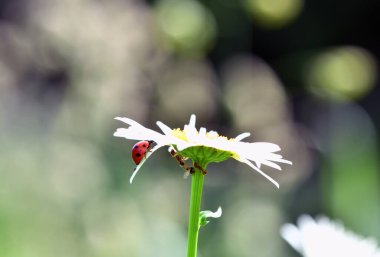 Kırmızı uğur böceğinin papatyadaki maceraları ve yapraklar.