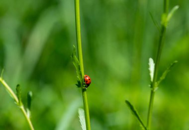 Kırmızı uğur böceğinin papatyadaki maceraları ve yapraklar.