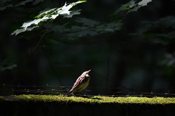 brown bird on a fence against a background of barbed wire