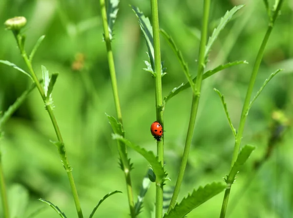 Adventures Red Ladybug Camomile Leaves — Stock Photo, Image