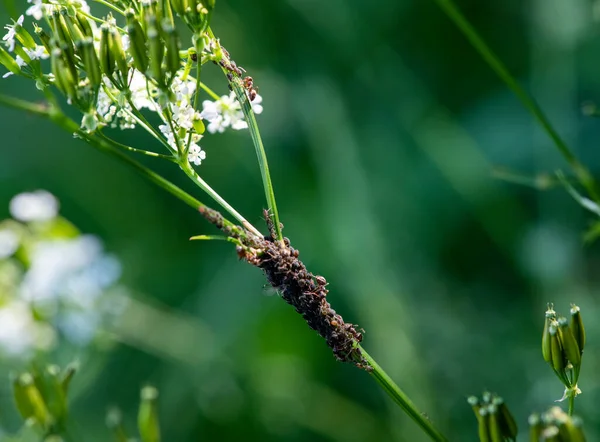Kleine Waldinsekten Pflanzen Unter Natürlichen Bedingungen — Stockfoto