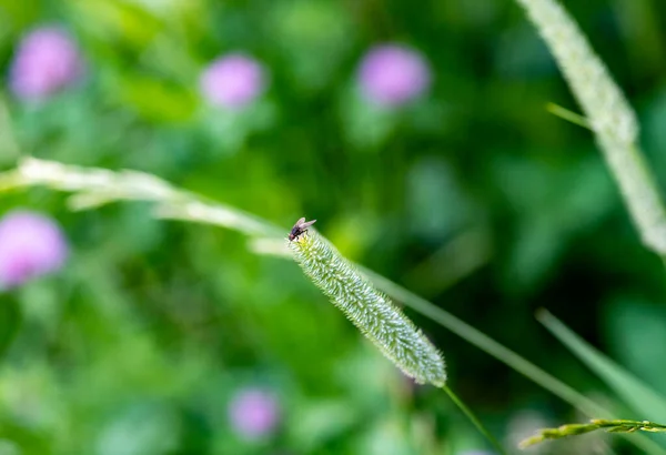 Pequenos Insetos Florestais Plantas Condições Naturais — Fotografia de Stock