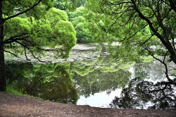 Çevresinde Yeşil Göl Yeşil Ağaçlar Olan Orman Manzarası — Stok fotoğraf