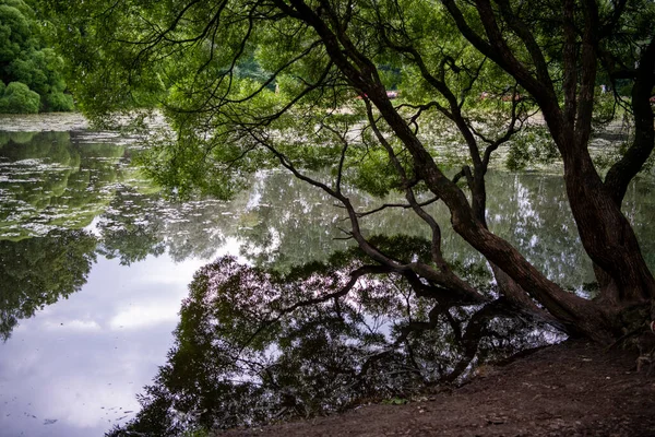 주위에 호수와 나무들이 — 스톡 사진