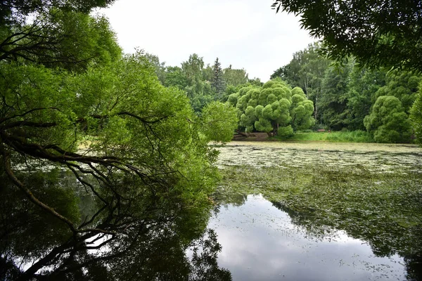 Paisaje Forestal Con Lago Verde Árboles Verdes Alrededor —  Fotos de Stock