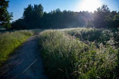 Bir yaz sabahı gün doğumunda çayır tarlaları ve ormanlar