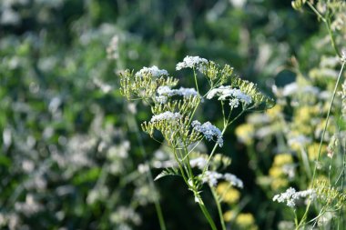 Orman manzarası erken bir yaz sabahı gün doğumunda