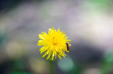 Yazın gündoğumunda yeşil yapraklı böcekler