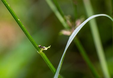 Yazın gündoğumunda yeşil yapraklı böcekler