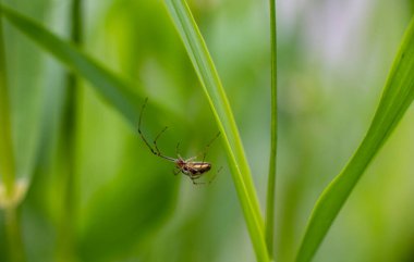 Yazın gündoğumunda yeşil yapraklı böcekler