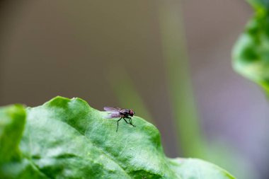 Yazın gündoğumunda yeşil yapraklı böcekler
