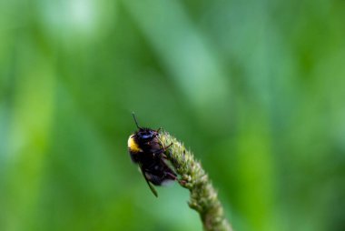 Yazın gündoğumunda yeşil yapraklı böcekler
