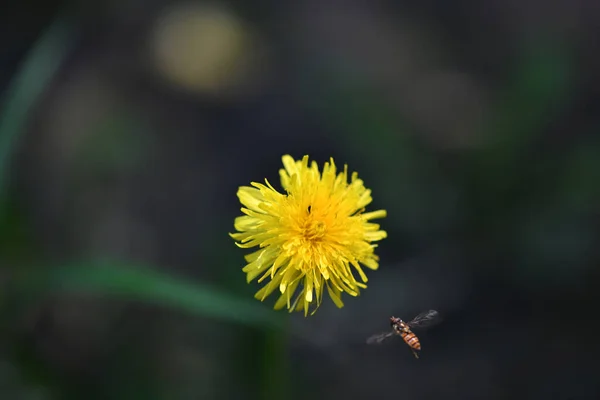 Insekten Auf Grünem Laub Bei Sonnenaufgang Sommer — Stockfoto