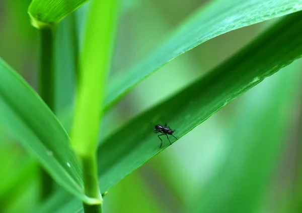 Insects Green Foliage Sunrise Summer — Stock Photo, Image