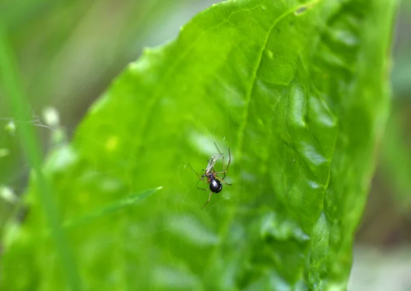 夏の日の出に緑の葉に昆虫が — ストック写真