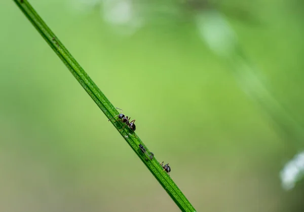 夏の日の出に緑の葉に昆虫が — ストック写真